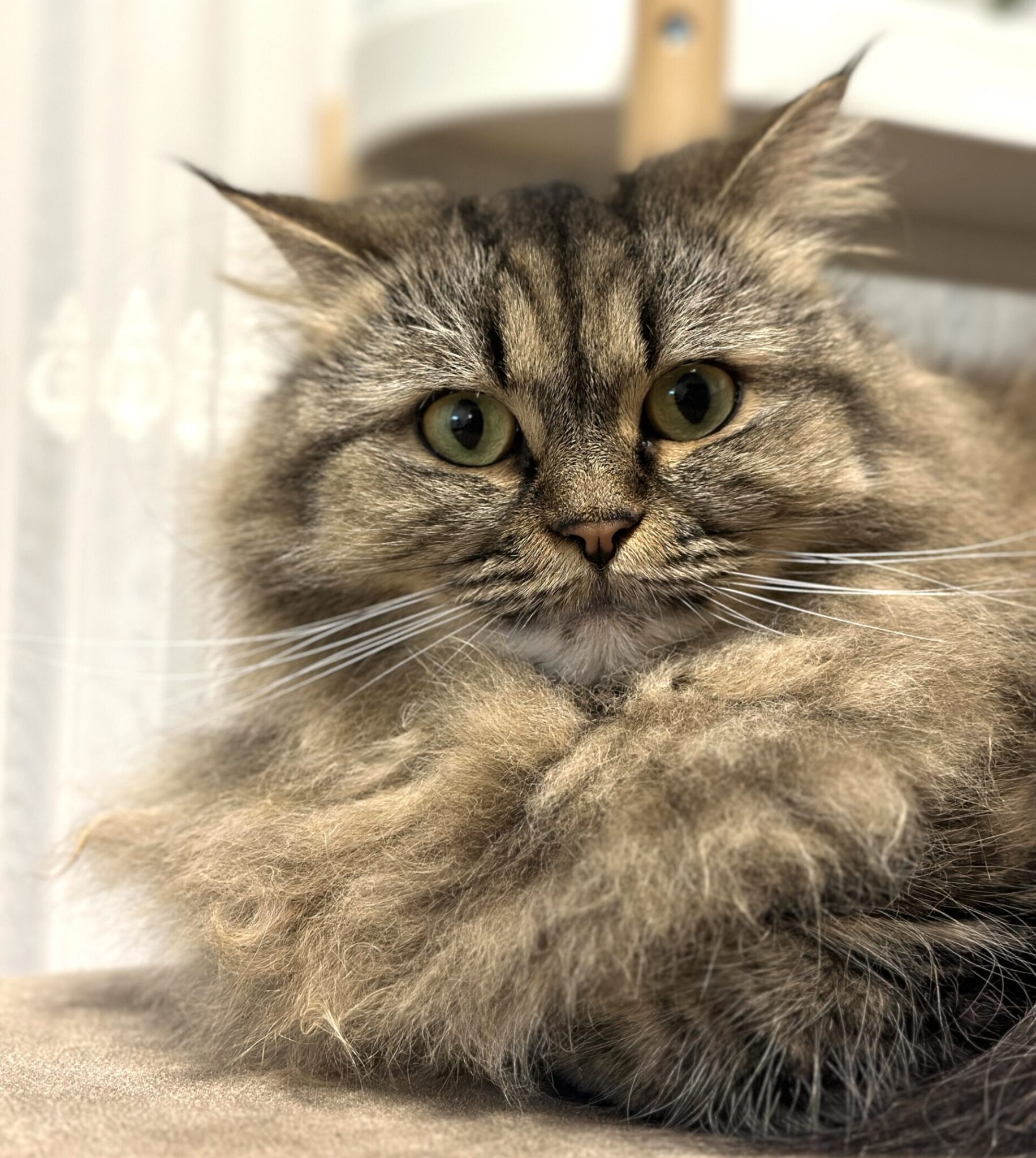 Foto von unserer Katze Yumak